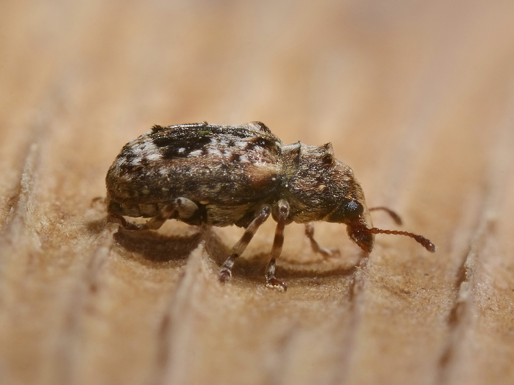 Enedreytes sepicola - Anthribidae